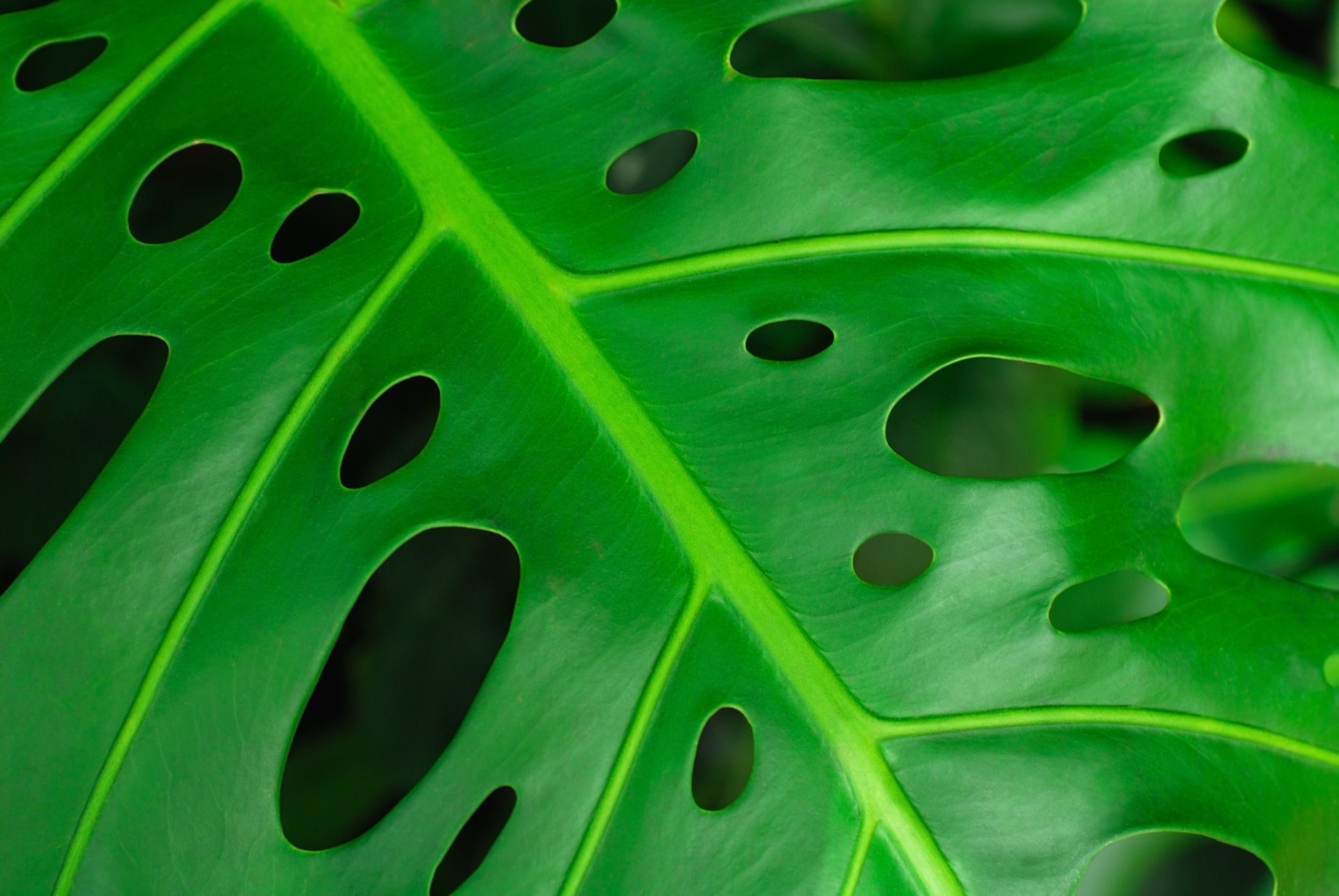 #10 Why are there Holes in the Leaves? – Planthoarding